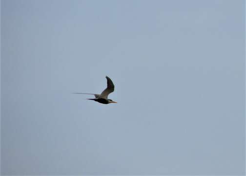 Image of Black-bellied Tern