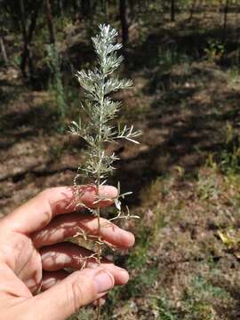 Image of Artemisia austriaca Jacq.