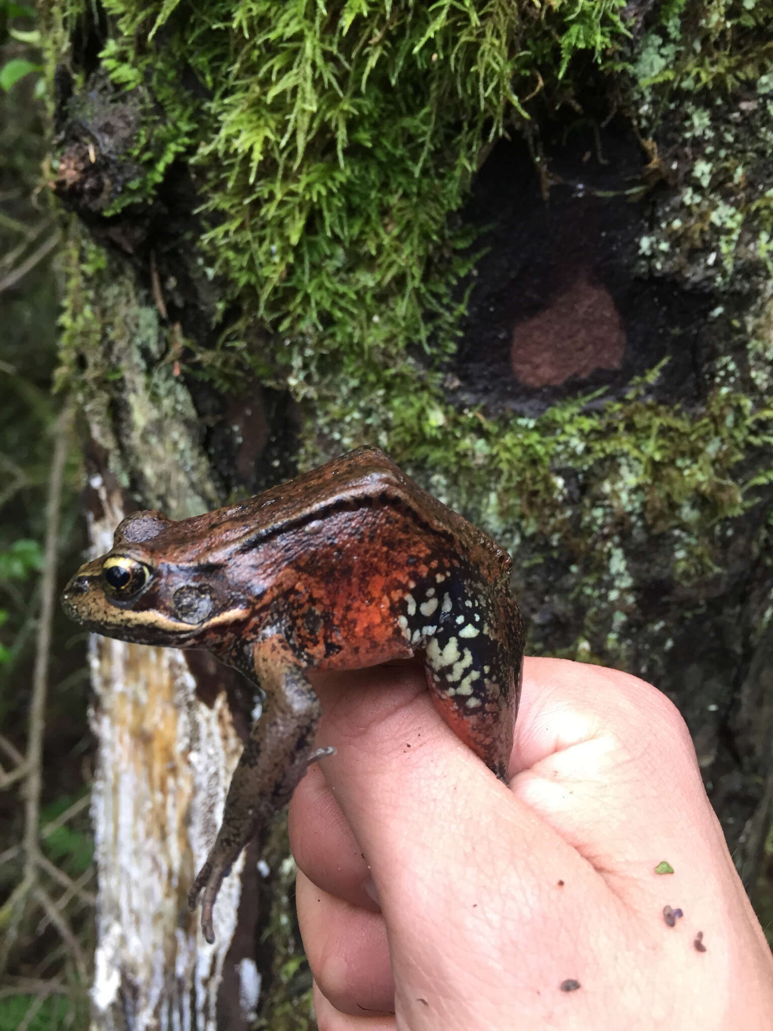 Image of Northern Red-legged Frog