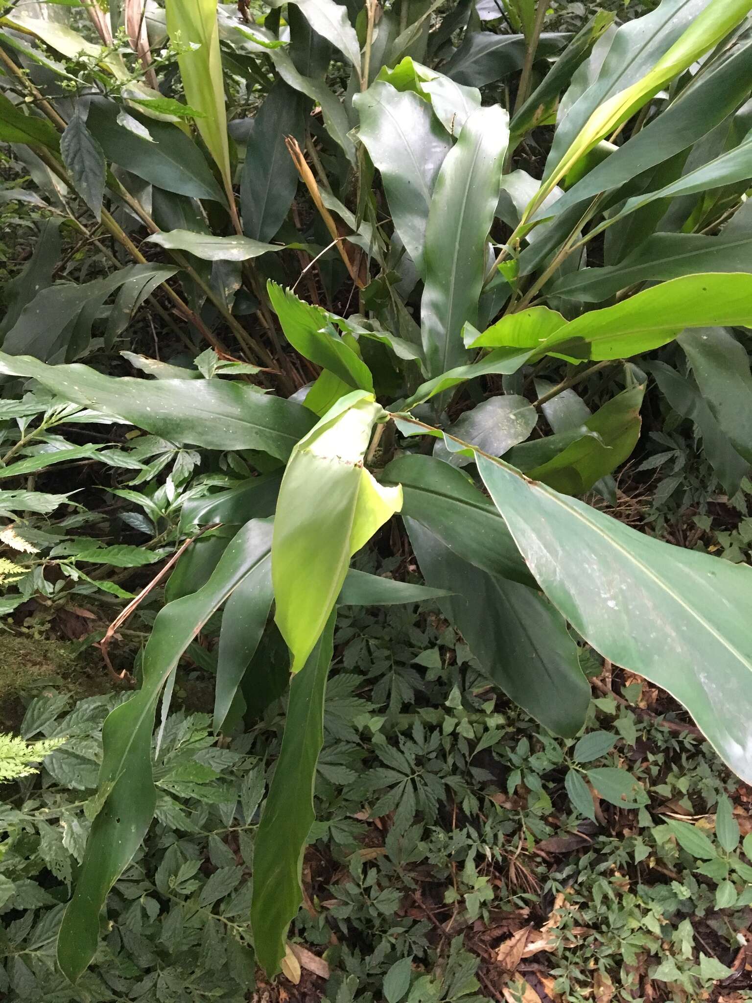 Image de Alpinia zerumbet (Pers.) B. L. Burtt & R. M. Sm.