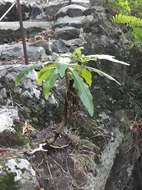 Image of Sonchus fruticosus L. fil.