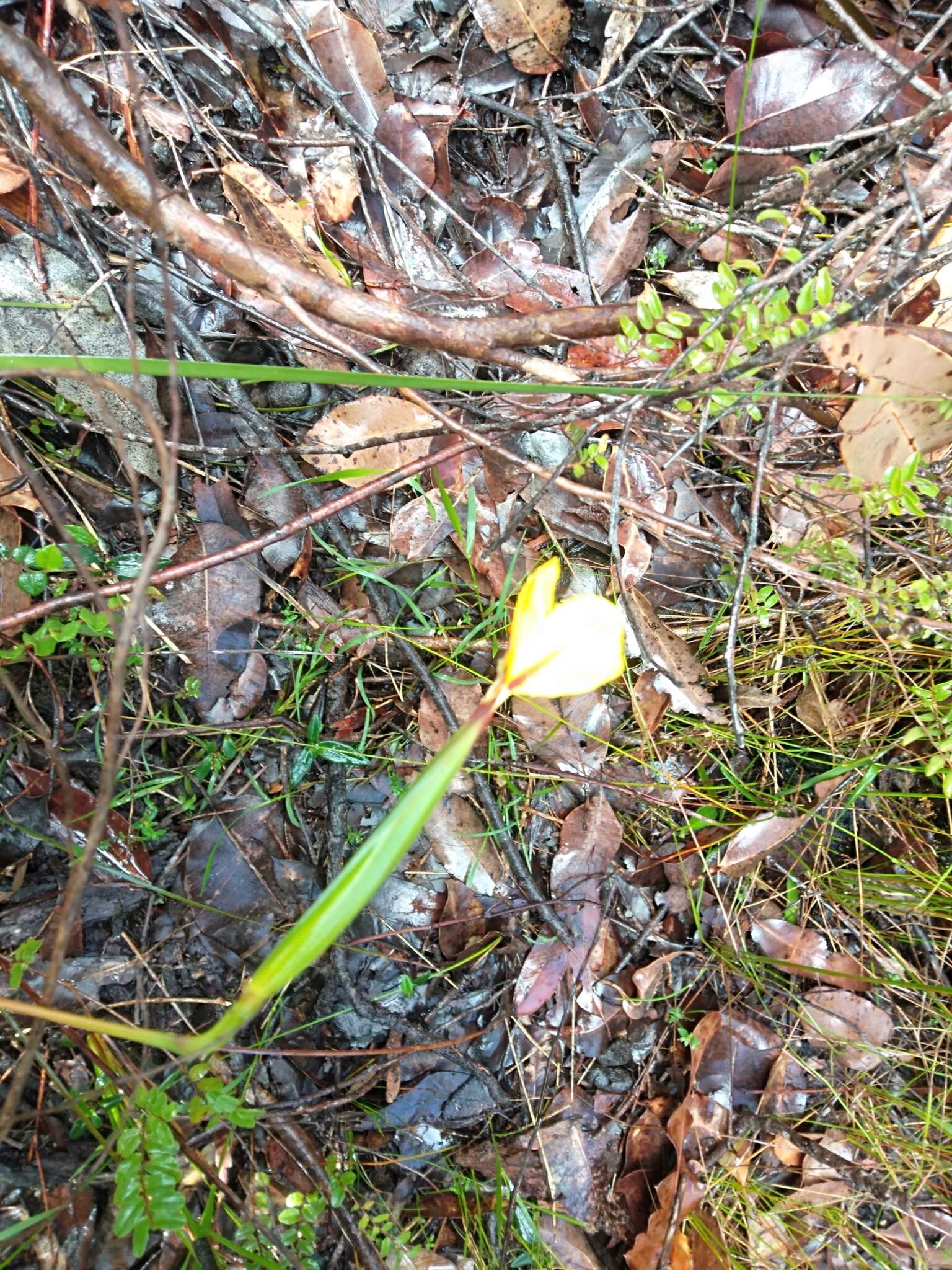 Image of Patersonia umbrosa Endl.