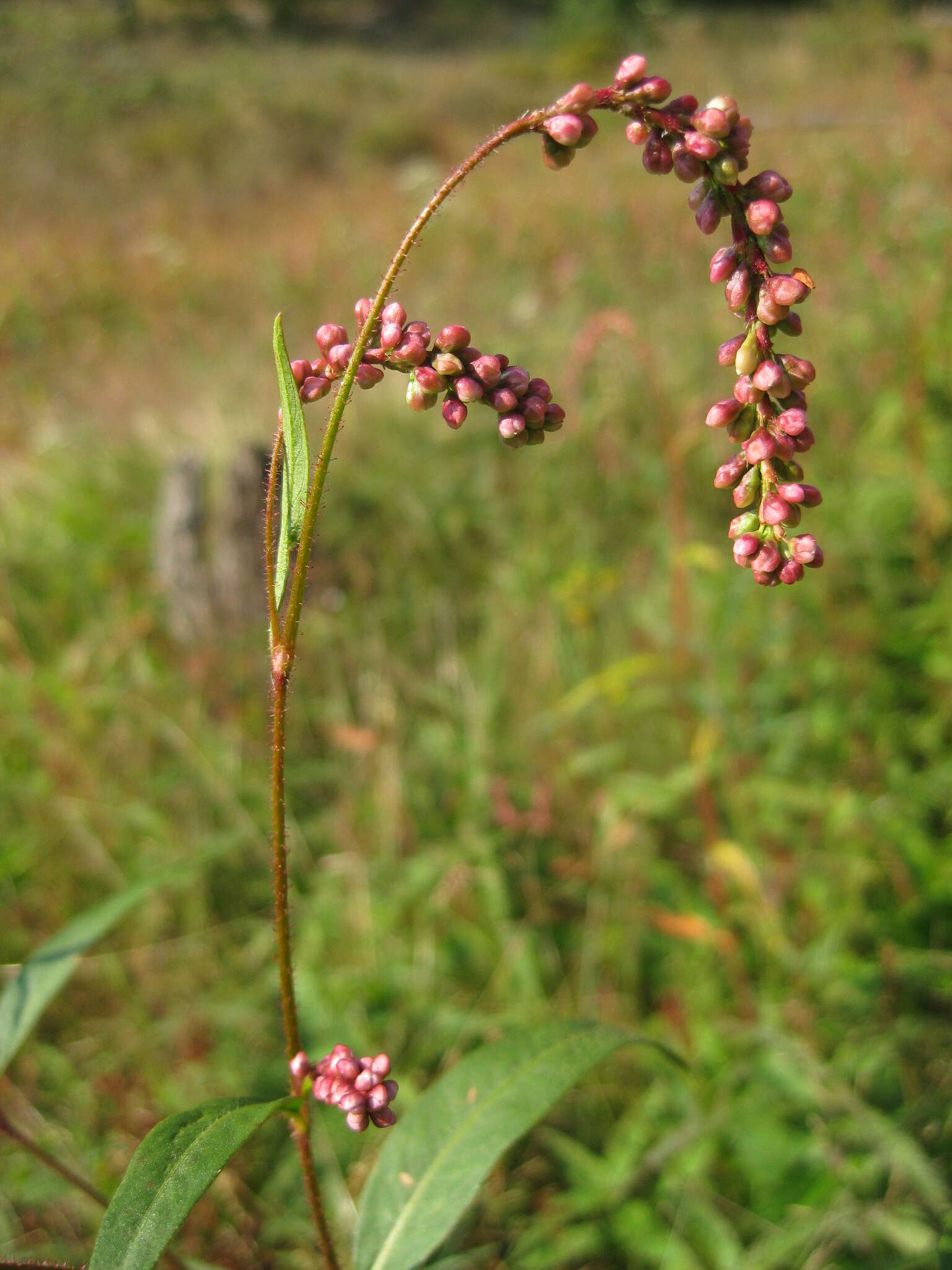 صورة Persicaria careyi (Olney) Greene