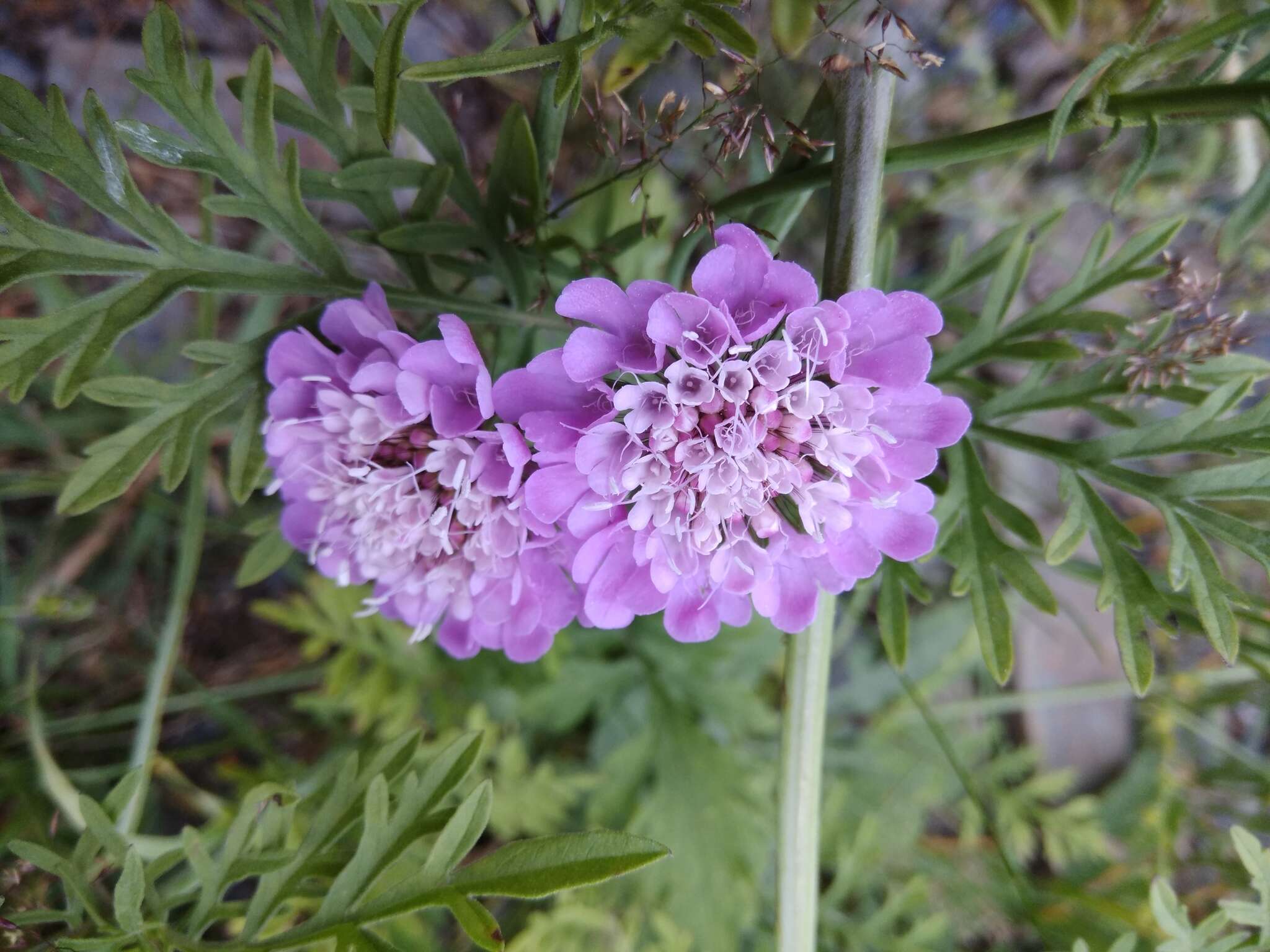 Слика од Scabiosa owerinii Boiss.