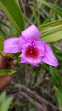 Imagem de Sobralia macrantha Lindl.