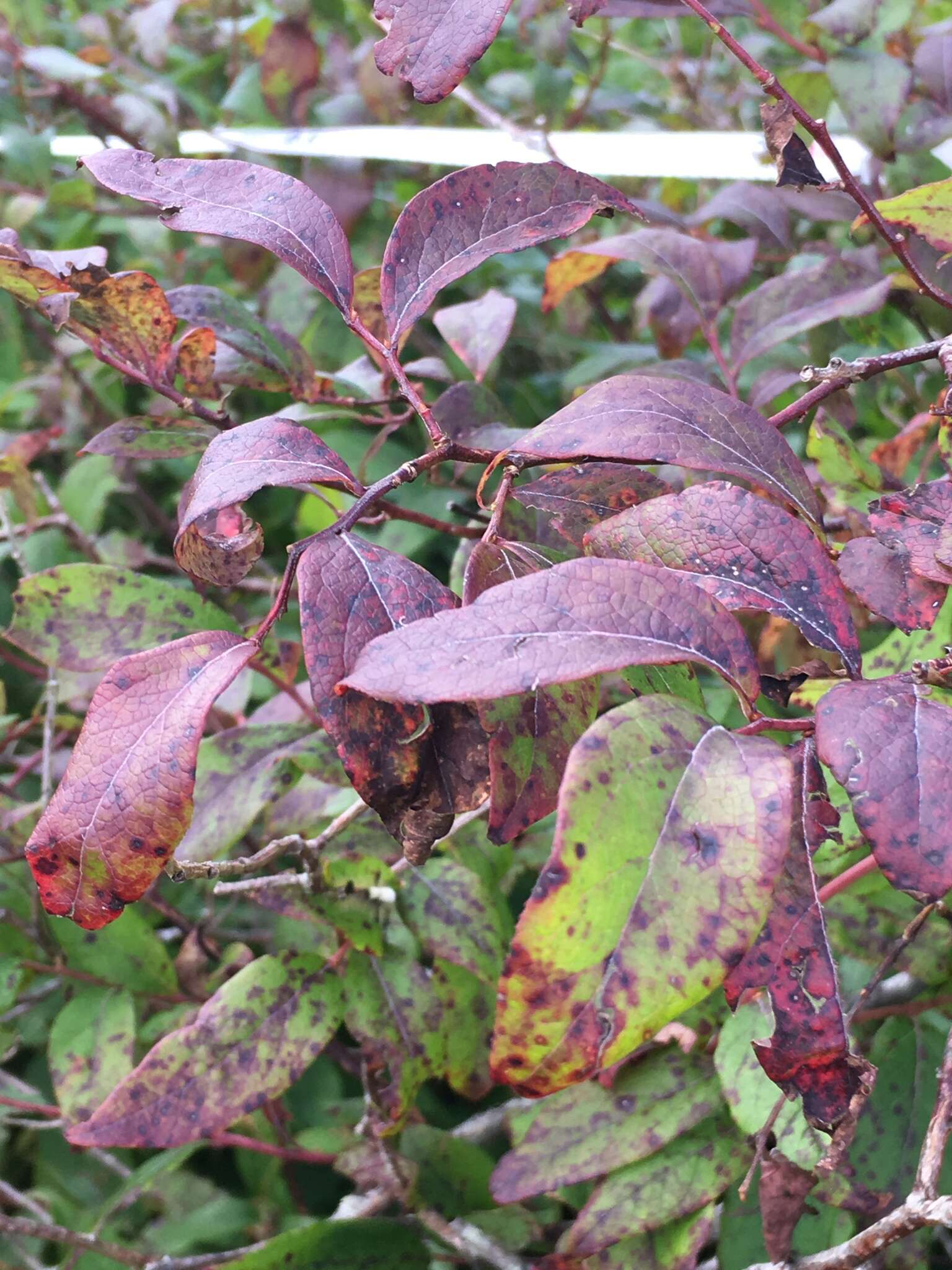 Image of Upland Highbush Blueberry