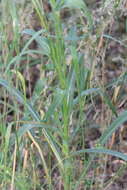 Image of Tragopogon borystenicus Artemczuk