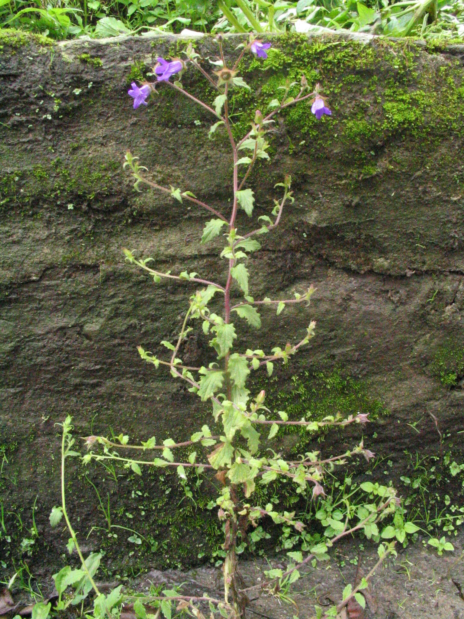 Imagem de Campanula pallida Wall.