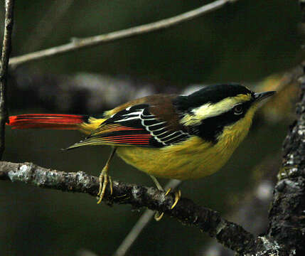 Image of Red-tailed Minla