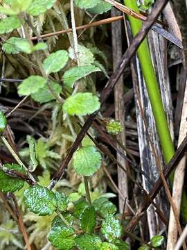 Image of Gonocarpus aggregatus (Buchanan) Orchard