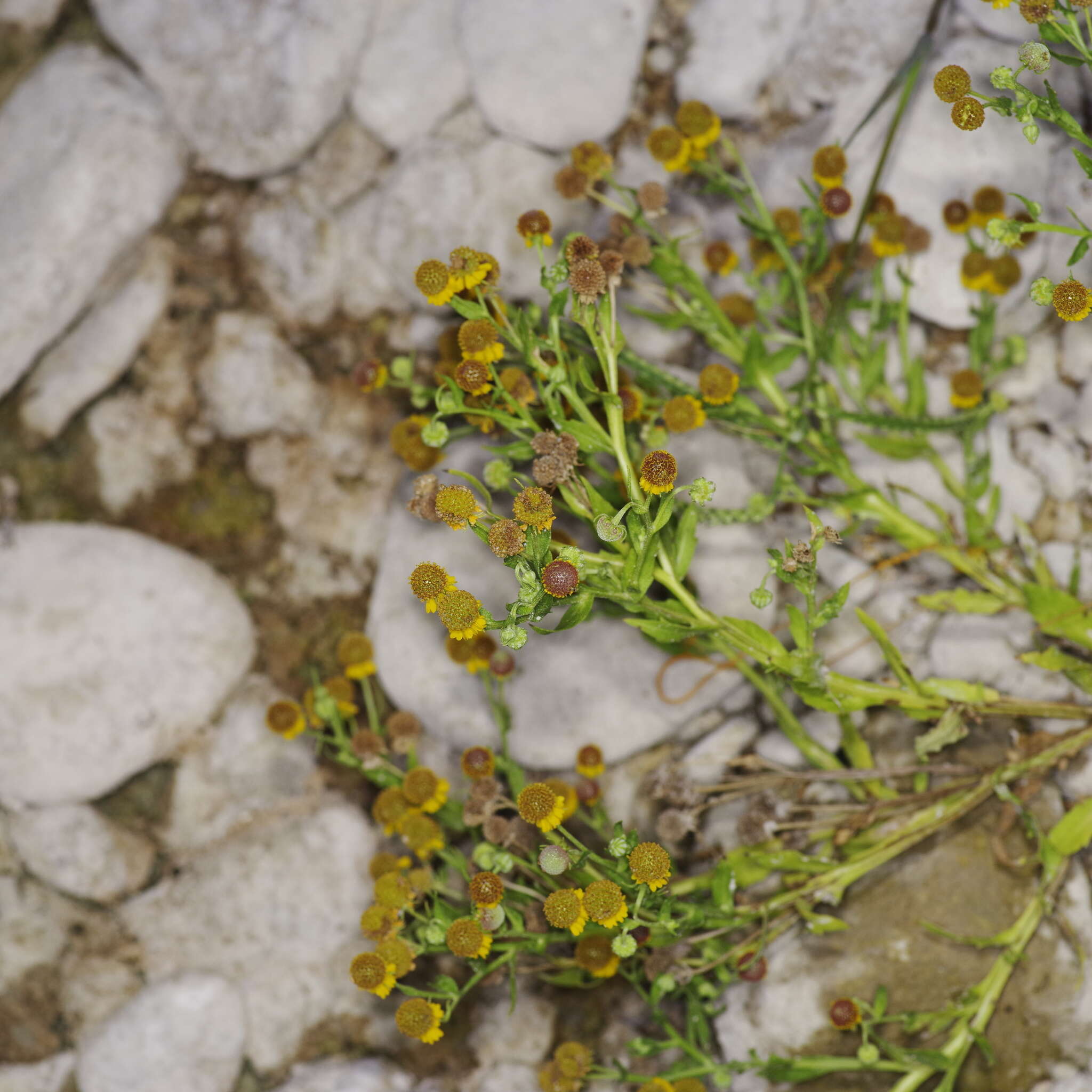 Image of smallhead sneezeweed