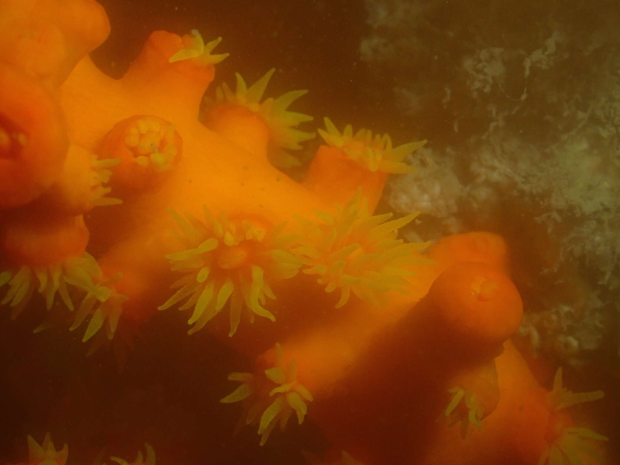 Image of Dendrophyllia ijimai Eguchi 1935