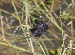 Image of Rhyothemis braganza Karsch 1890