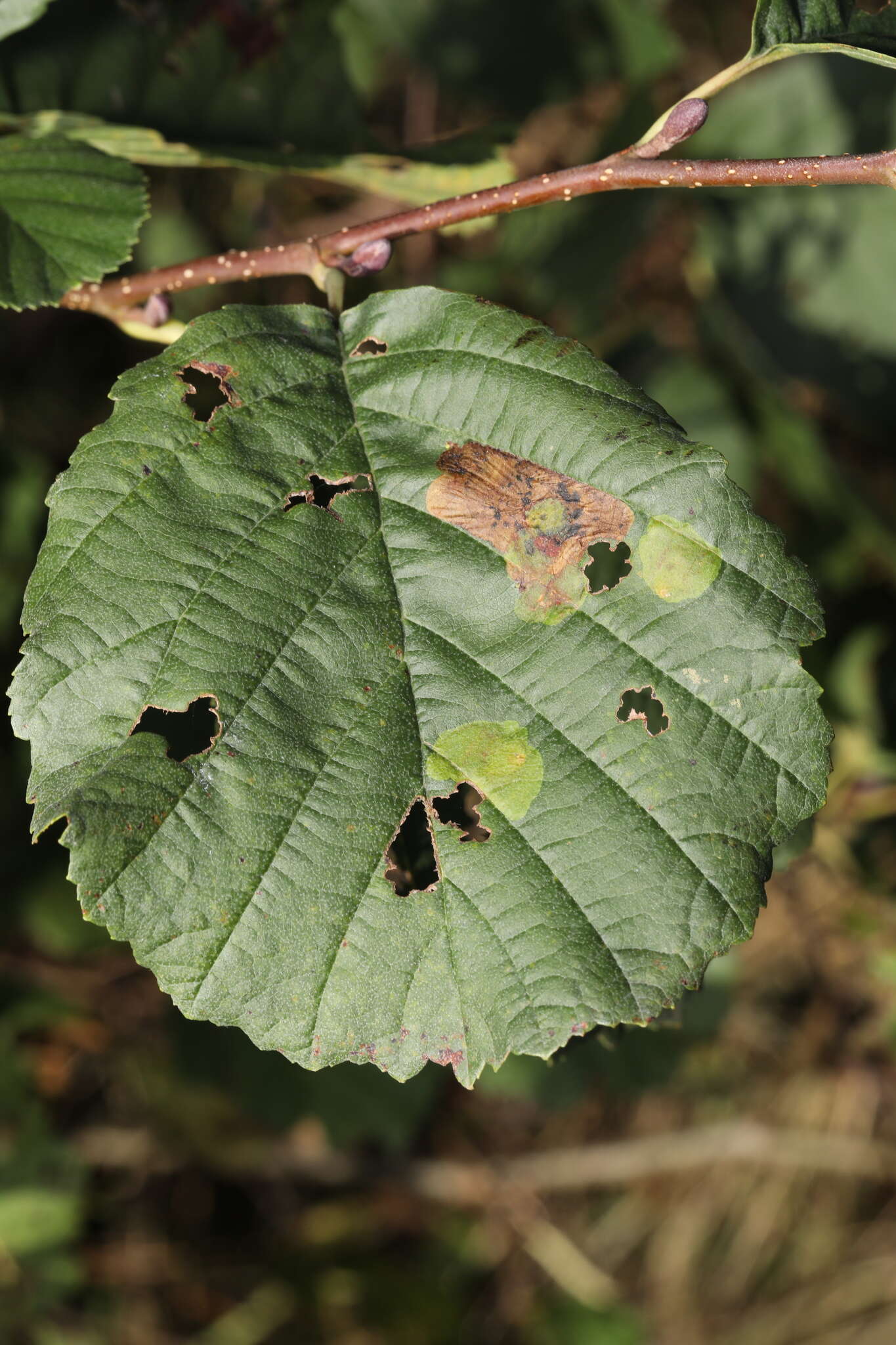 Image of European Alder leafminer