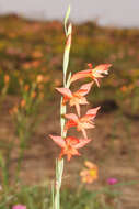 Imagem de Gladiolus quadrangularis (Burm. fil.) Aiton