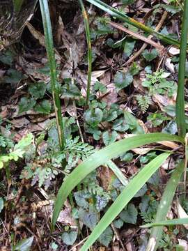 Image of Dancing spider orchid