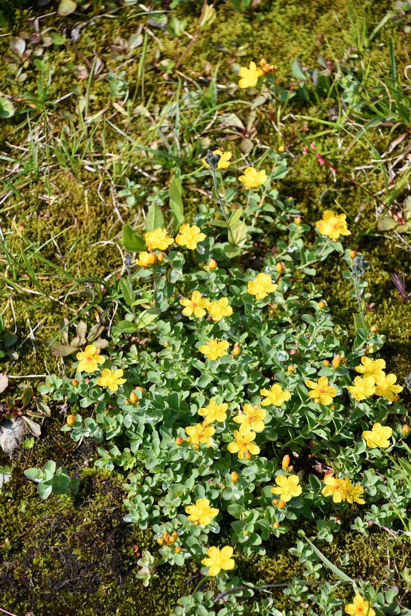 Image of Hypericum formosum Kunth