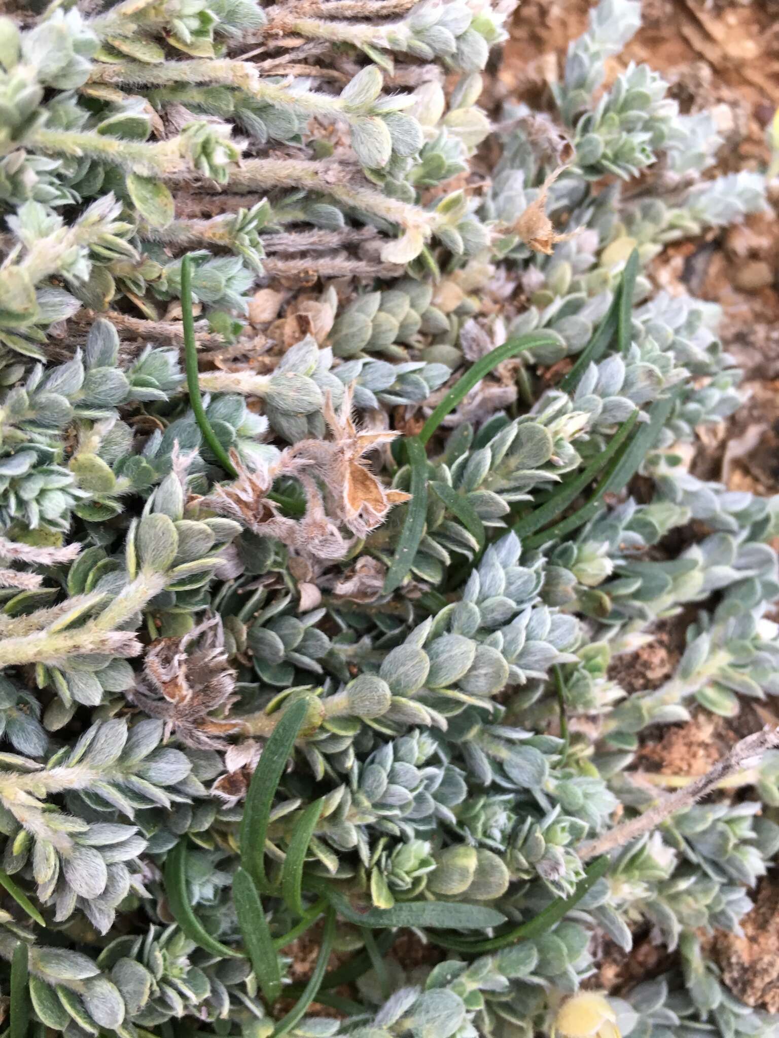 Image of Crotalaria similis Hemsl.