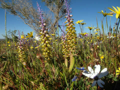 Image of Lachenalia mutabilis G. Lodd. ex Schult. & Schult. fil.