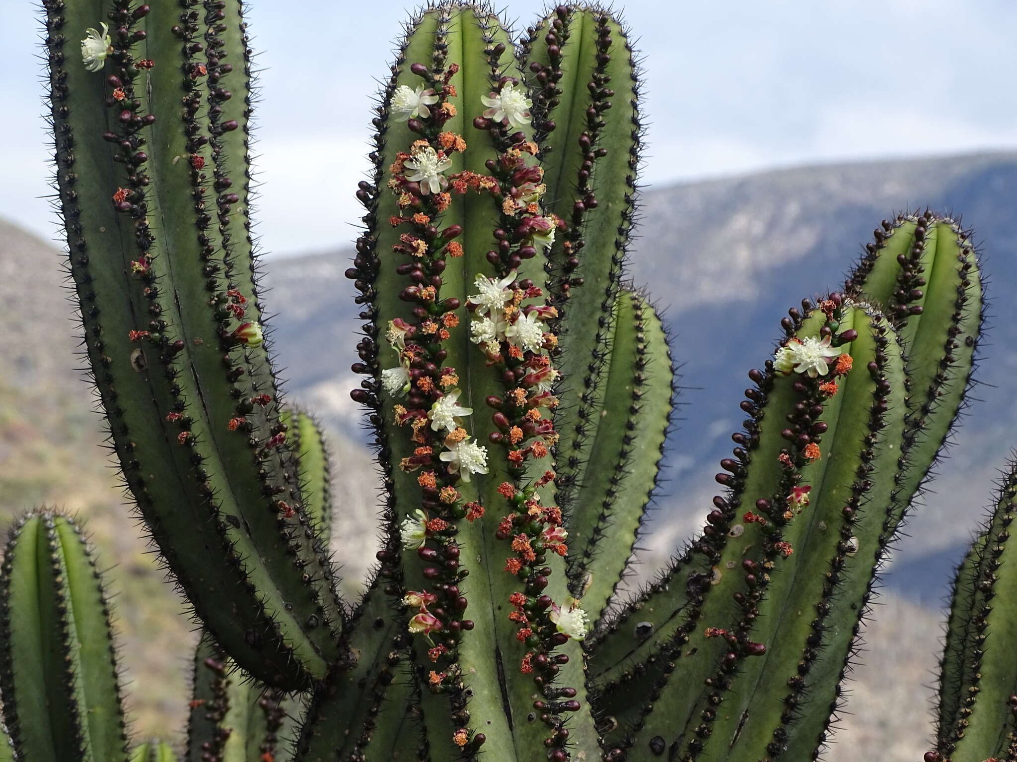 Image of Myrtillocactus schenckii (J. A. Purpus) Britton & Rose