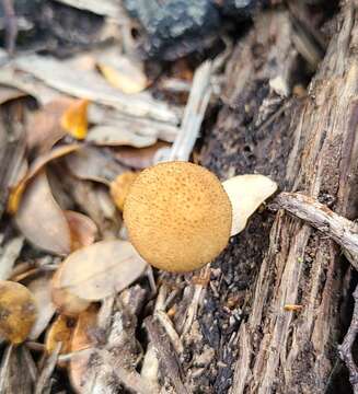 Plancia ëd Phaeomarasmius ciliatus Singer 1953