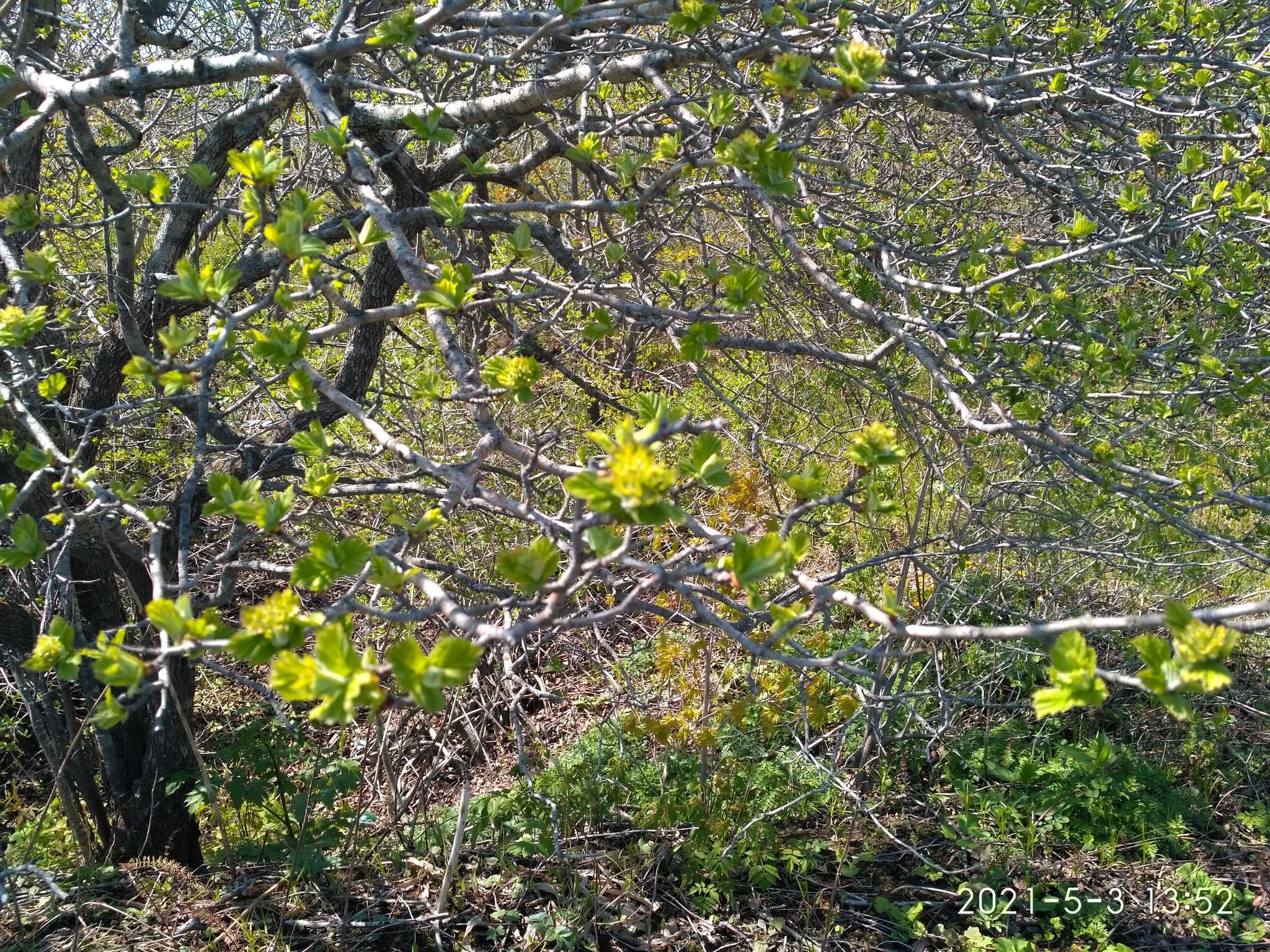 Image de Crataegus maximowiczii C. K. Schneid.