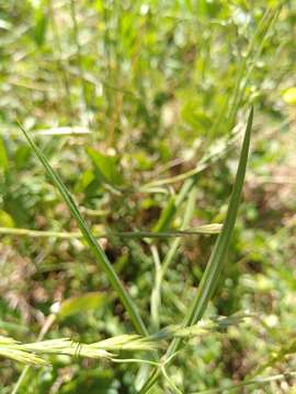 Imagem de Lathyrus annuus L.