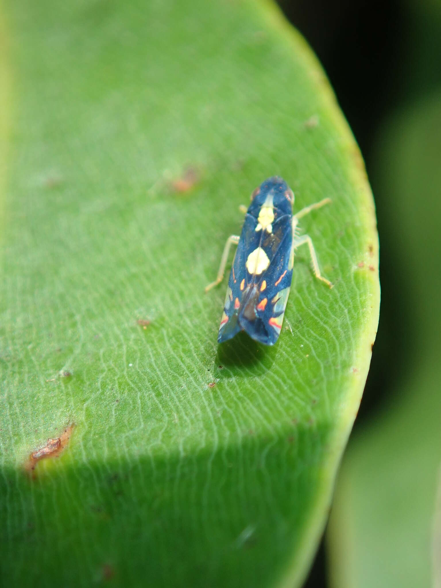 Image of Diedrocephala variegata (Fabricius 1775)