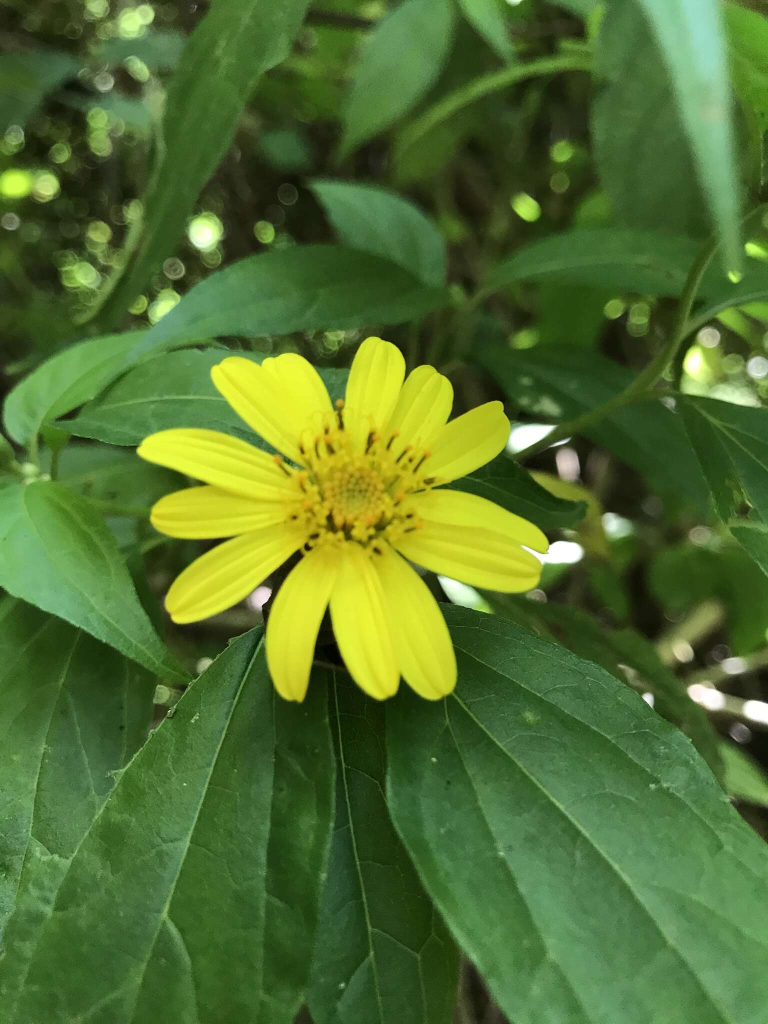 صورة Lasianthaea fruticosa (L.) K. Becker