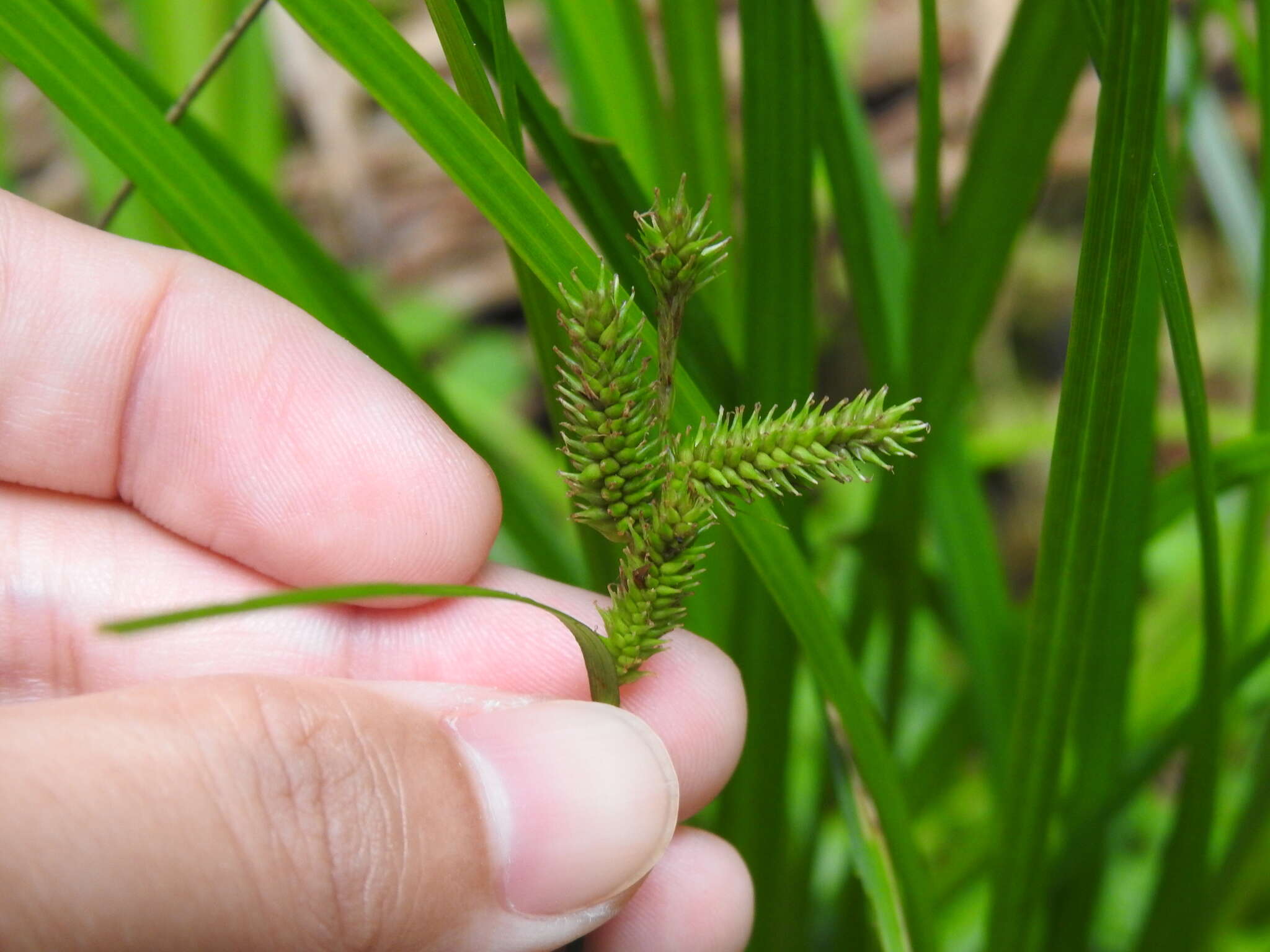 Image of Carex alopecuroides D. Don