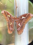 Image of Orizaba Silkmoth