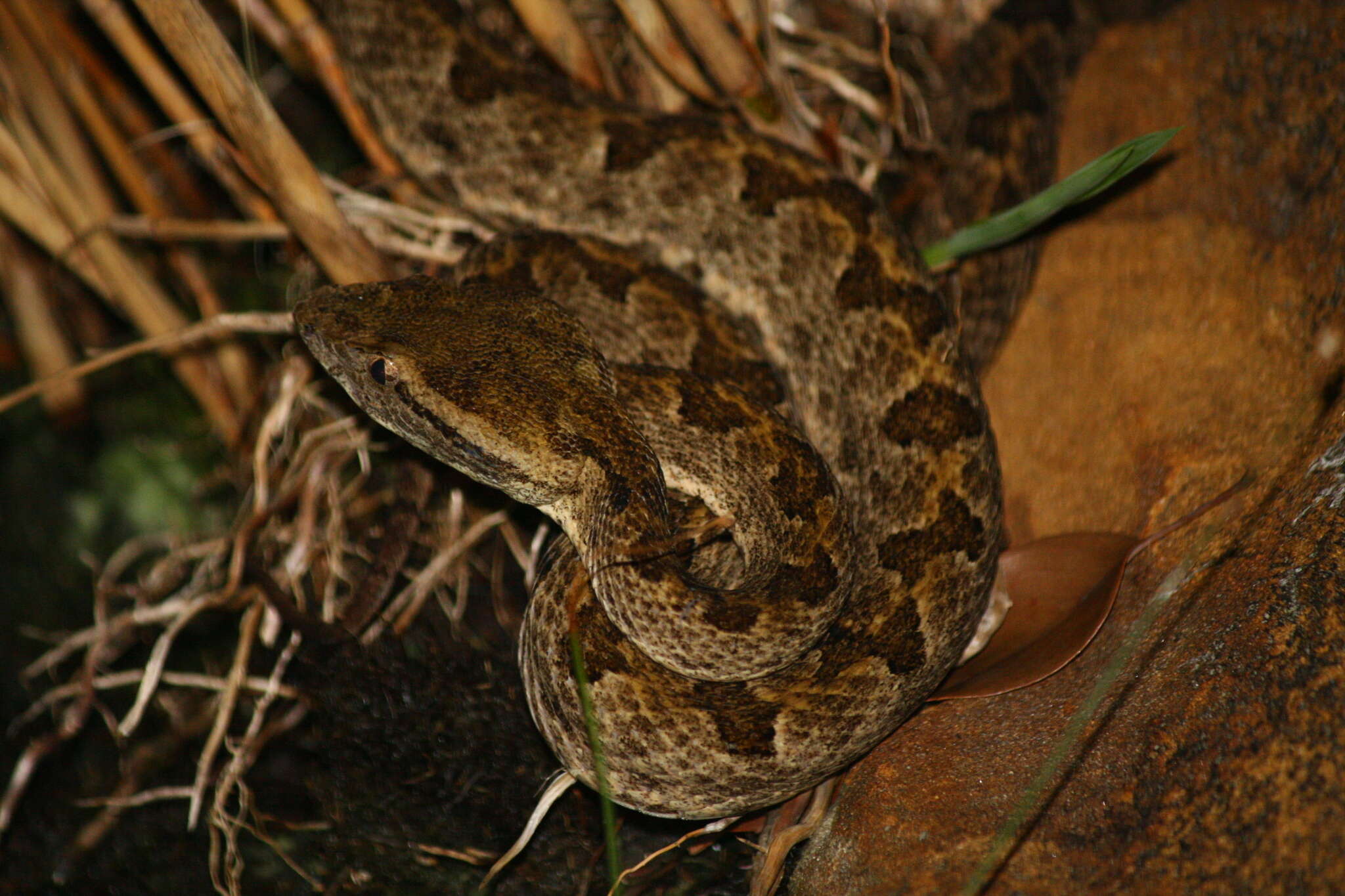 Image of Elegant pitviper