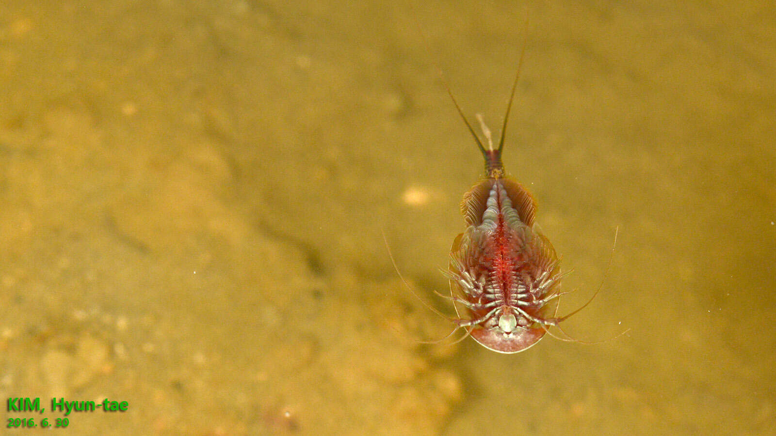 Sivun Triops granarius (Lucas 1864) kuva