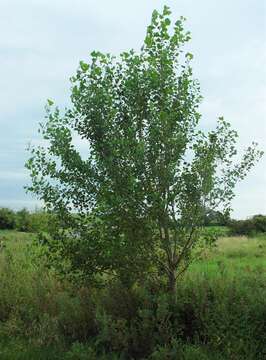 Image of Black Poplar