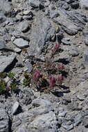 Image of little reddish Indian paintbrush