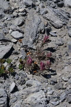 Image of little reddish Indian paintbrush