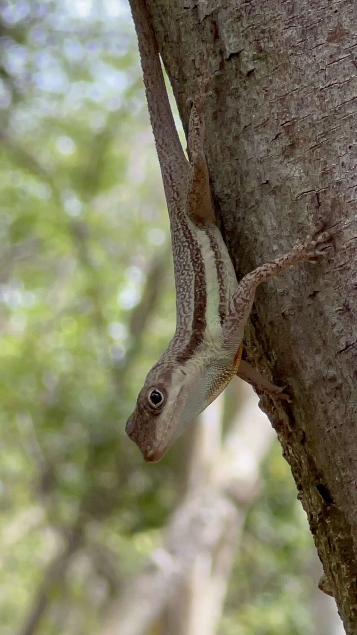 Image of Bluefields Anole