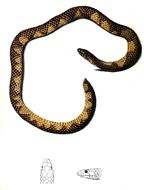 Image of Günther's Burrowing Snake