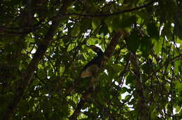 Image of Oriental Pied Hornbill