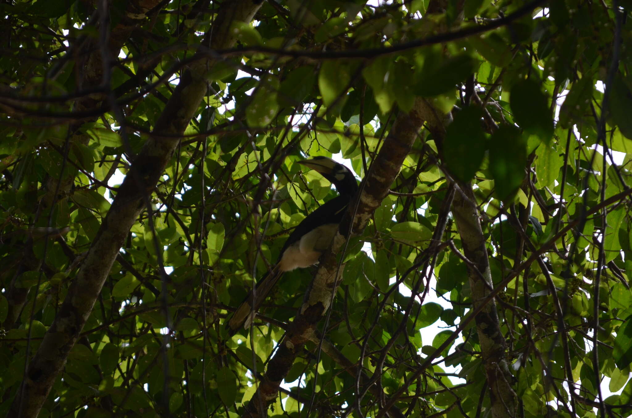 Image of Oriental Pied Hornbill