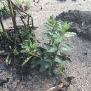 Image of Olearia quercifolia (Cass.) DC.