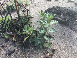 Image of Olearia quercifolia (Cass.) DC.