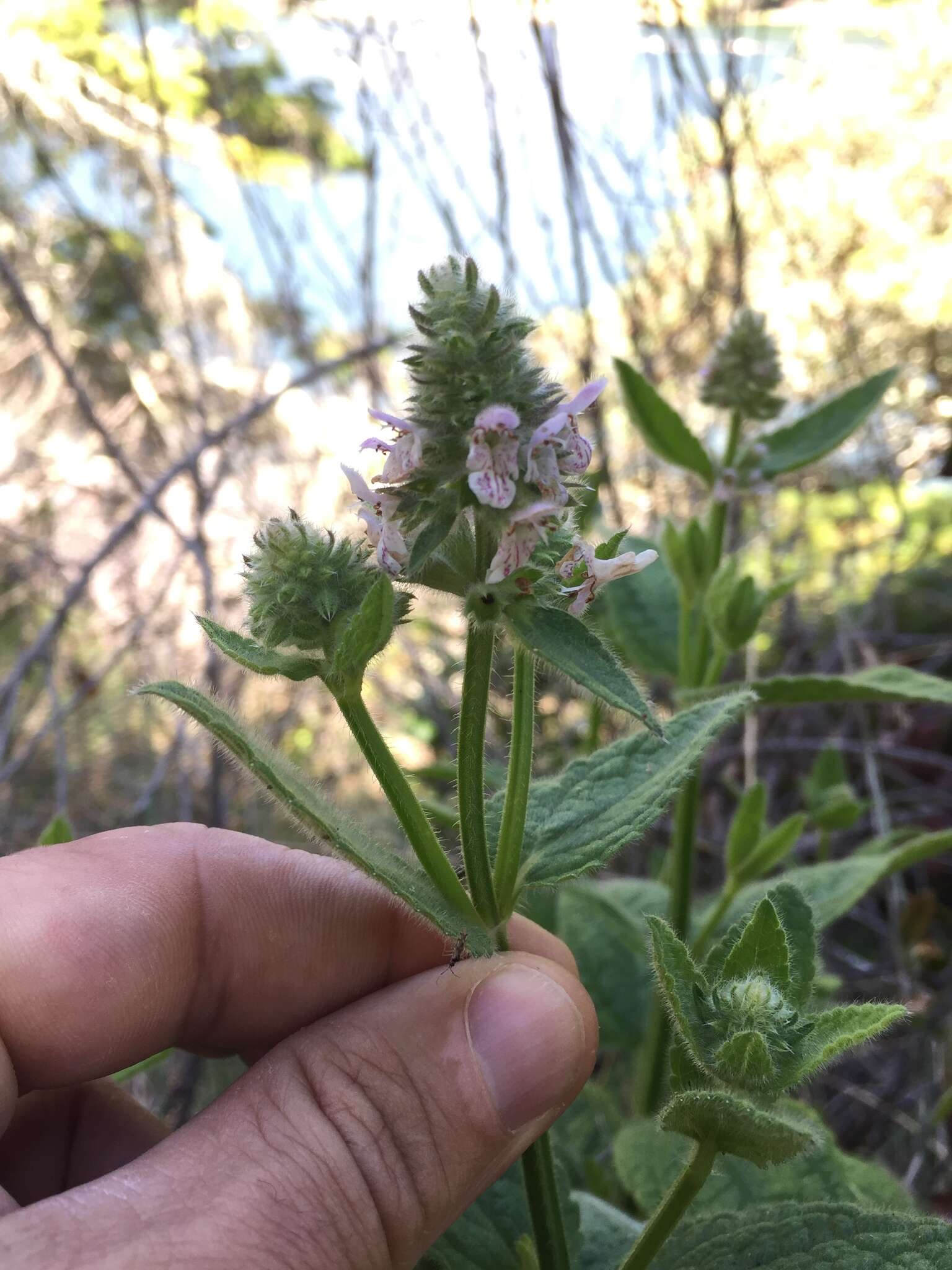 Image de Stachys pycnantha Benth.