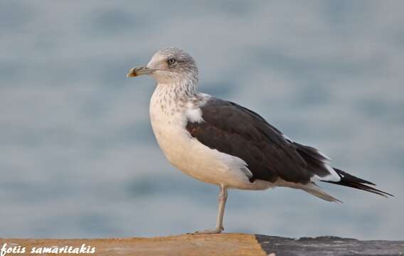 Image of Larus fuscus intermedius Schiøler 1922