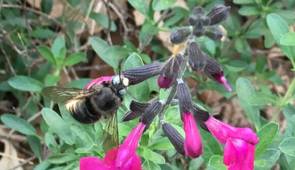 Plancia ëd Xylocopa tabaniformis parkinsoniae Cockerell 1917