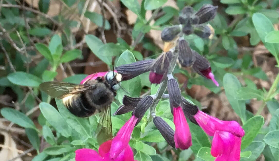 Xylocopa tabaniformis parkinsoniae Cockerell 1917 resmi