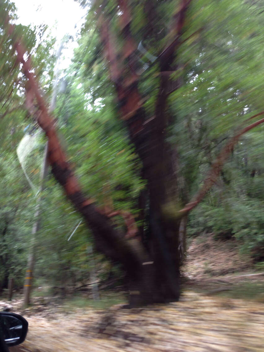 Image of Pacific madrone