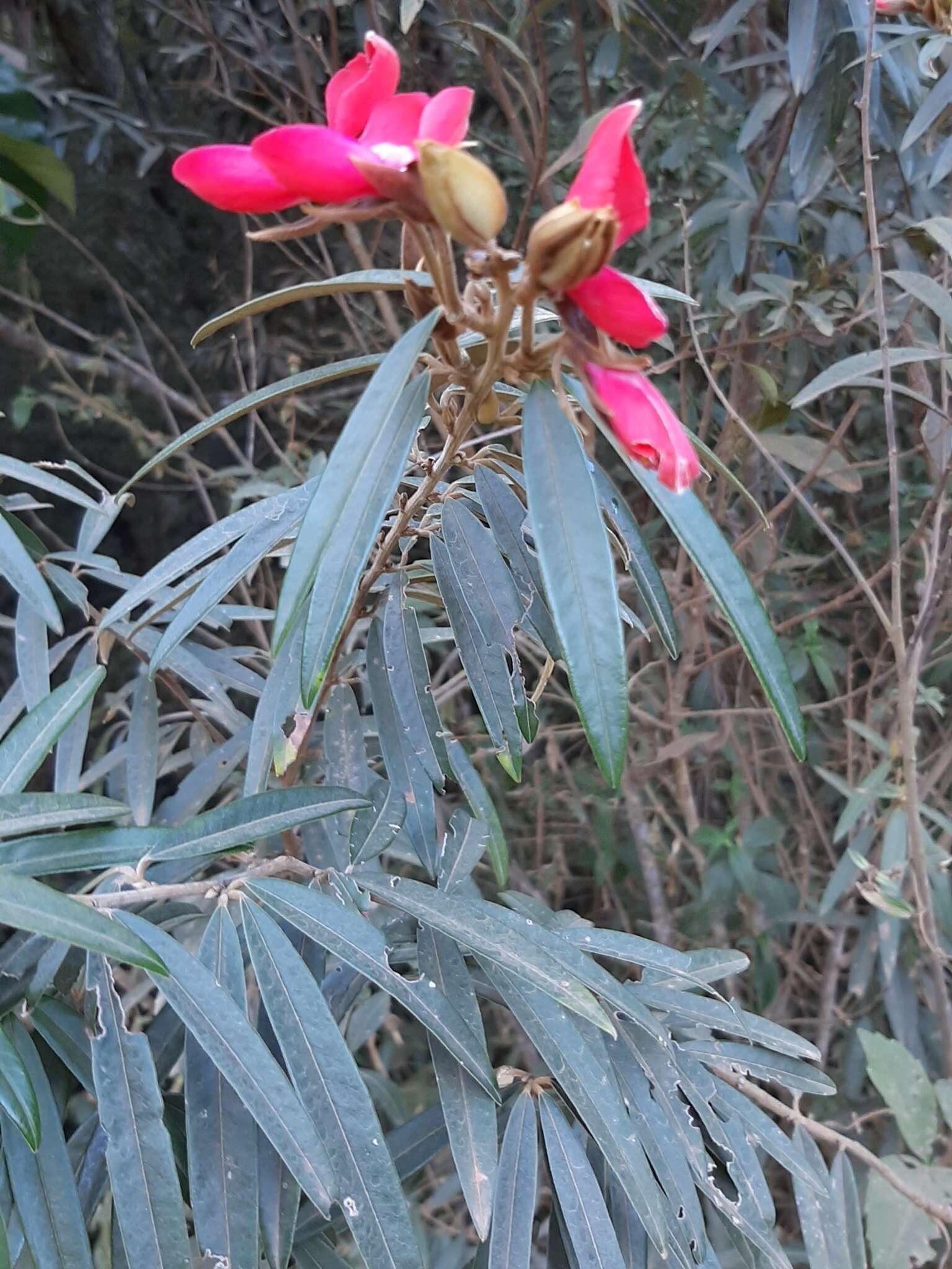 Plancia ëd Collaea speciosa (Loisel.) DC.