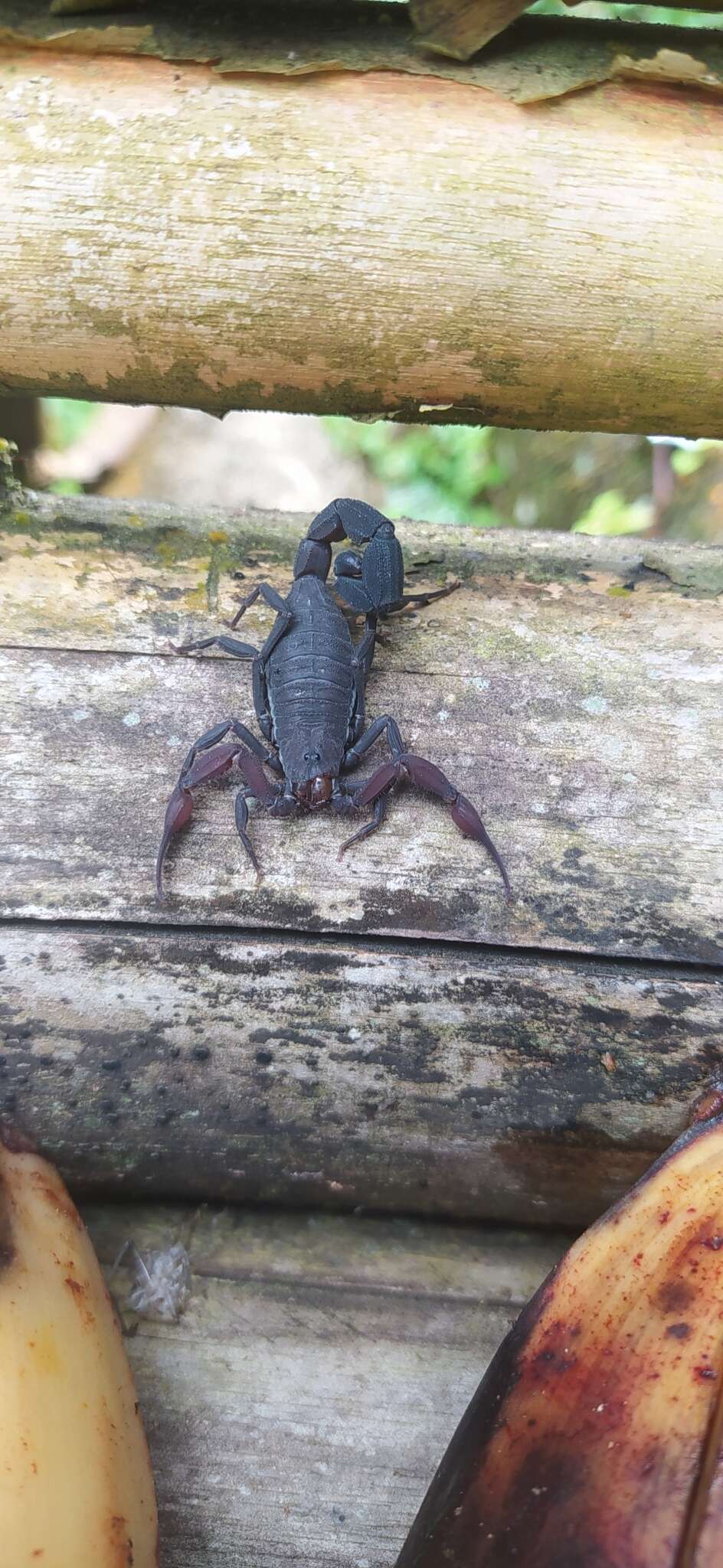 صورة Tityus pachyurus Pocock 1897