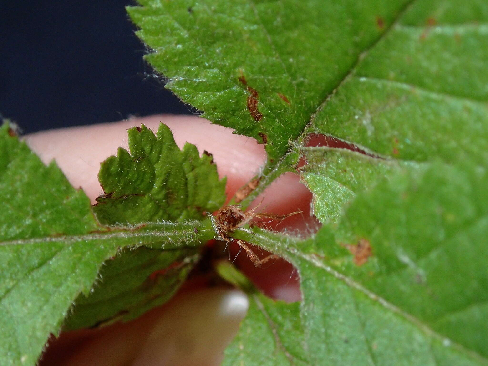 Sivun Prunus triloba Lindl. kuva